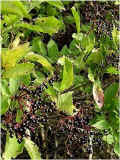 elderberries_digital.jpg (76846 bytes)